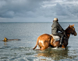 Getting up at 4am reveals dolphins swimming alongside pro... by Cal Mero 